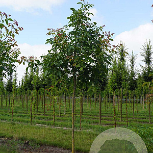 Juglans regia 'Buccaneer' 14-16 HO draadkluit