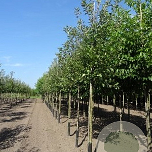 Malus d. 'Elstar' 20-25 HO draadkluit