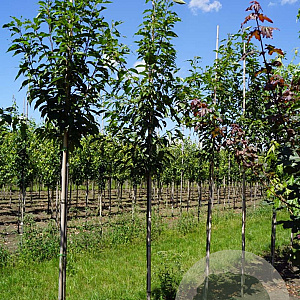 Prunus serrulata 'Sunset Boulevard' 18-20 HO draadkluit