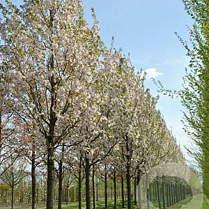 Prunus serrulata 'Sunset Boulevard' 20-25 HO draadkluit