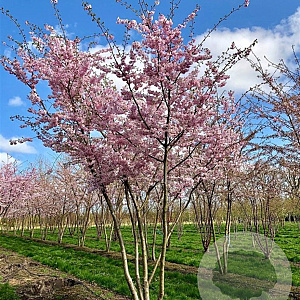 Prunus serrulata 16-18 HO draadkluit