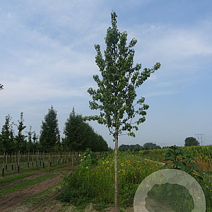 Pyrus communis 'Saint Remy' 16-18 cm draadkluit