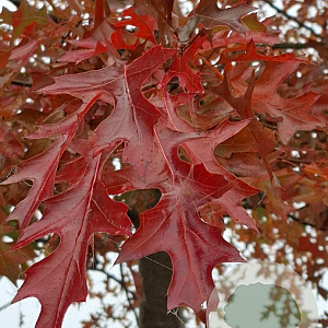 Quercus palustris 50-60 HO draadkluit