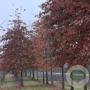 Quercus palustris 50-60 HO draadkluit