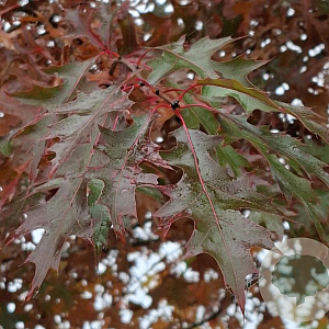 Quercus palustris 50-60 HO draadkluit