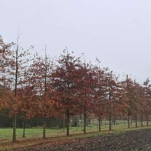 Quercus palustris 50-60 HO draadkluit