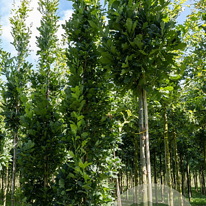 Quercus rob. 'Fastigiate Koster' 14-16 HO draadkluit 3 X verplant
