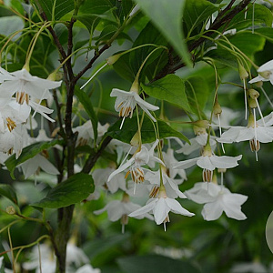 Styrax japonicus ‘June Snow’ 16-18 cm draadkluit