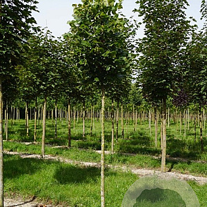 Tilia platyphyllos 'Delft' 16-18 cm draadkluit