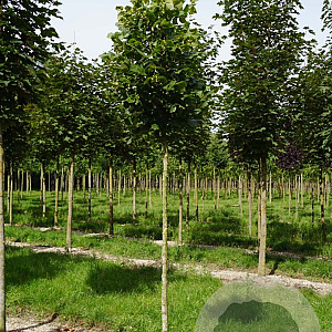 Tilia platyphyllos 'Delft' 18-20 HO draadkluit