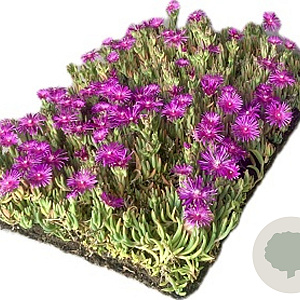 Delosperma cooperi covergreen Covergreen