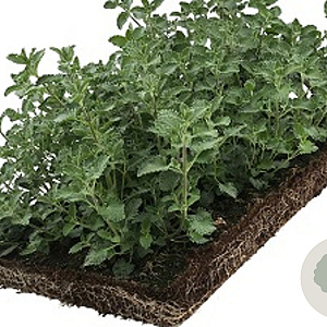 nepeta faassenii covergreen Covergreen