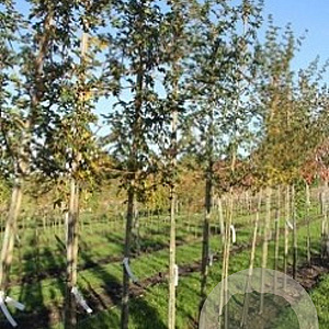 Acer campestre 'Elsrijk' 10-12 HO container