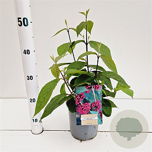 Callicarpa bod. 'Profusion' 20-30 cm 2,5L