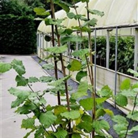 Corylus avellana 200-225 cm 10L