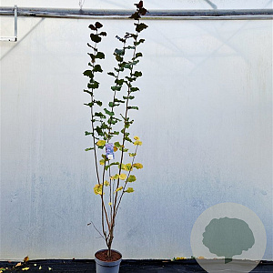 Corylus m. 'Purpurea' 200-225 cm 10L