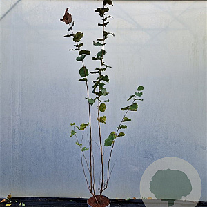 Corylus m. 'Purpurea' 225-250 cm cont. 100L