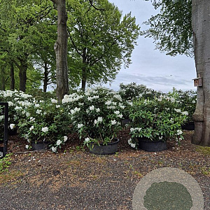 Rhododendron 'Cunningham's White' 125-150 cm cont. 100L