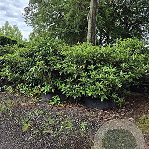 Rhododendron 'Cunningham's White' 125-150 cm cont. 100L