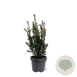 Taxus media 'Groenland' 40-50 cm 3,0L