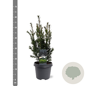 Taxus media 'Groenland' 40-50 cm 3,0L