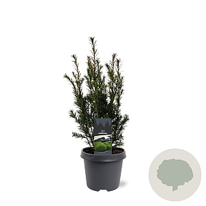Taxus media 'Groenland' 40-50 cm 3,0L