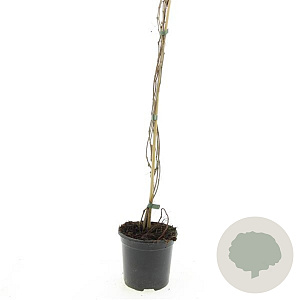 Parthenocissus quinq.engelmannii 80-100 cm C1.5 vanaf 2 tak met stok
