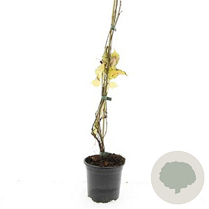 Parthenocissus quinq.engelmannii 80-100 cm C1.5 vanaf 2 tak met stok