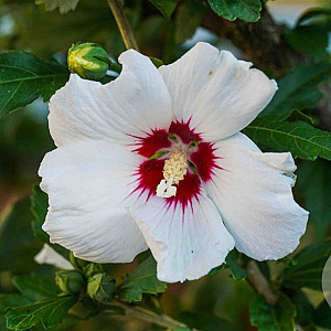 Hibiscus syr. 'Manuela' 200-250 cm container solitair