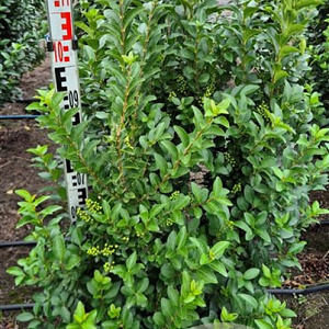 Ligustrum oval. 'Green Diamond' 100-120 cm met kluit