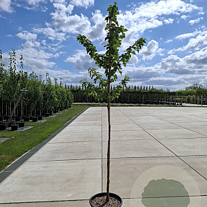 Morus nigra 'Mulle' 10-12 HO container