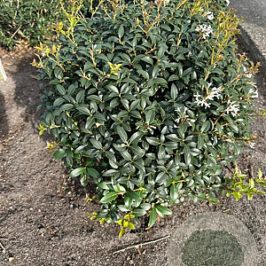 Osmanthus burkwoodii 50-55 cm met kluit bol