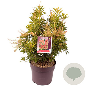 Pieris 'Forest Flame' 40-50 cm 7,5L