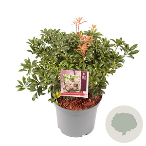 Pieris japonica 'Bonfire' 25-30 cm 3,0L