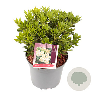 Pieris jap. 'Debutante' 20-25 cm 3,0L