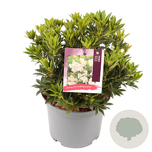 Pieris jap. 'Prelude' 25-30 cm 3,0L