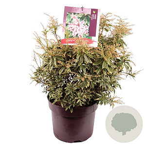 Pieris jap. 'Variegata' 35-40 cm 7,5L