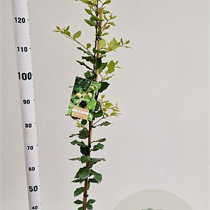 Quercus ilex 170-200 cm 3,0L