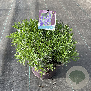 Lavandula ang. 'Hidcote' GM C5