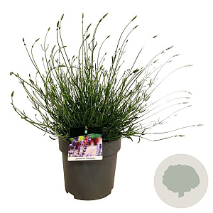 Lavandula int. Phenomenal GM 2,0L