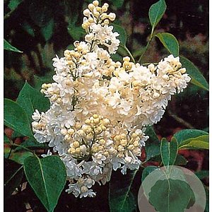 Syringa v. 'Mme Lemoine' 200-250 cm container solitair