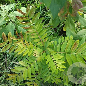 Toona sinensis 125-150 cm container