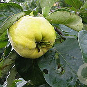 Cydonia o. 'Vranja' 10-12 HA container