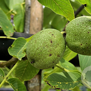 Juglans cinerea 'Beckwith' 125-150 cm container