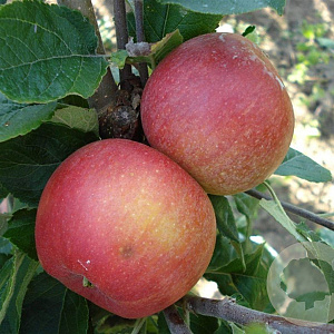 Malus d. 'Alkmene' 10-12 HA container