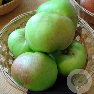 Malus d. 'Bramley's Seedling' 10-12 HA container