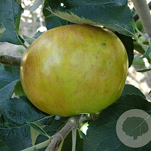 Malus d. 'Bramley's Seedling' 10-12 HA container