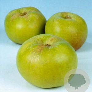 Malus d. 'Bramley's Seedling' 10-12 HA container