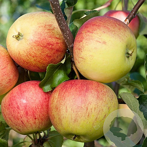 Malus d. 'Laxton's Superb' 10-12 HO container