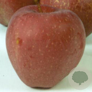 Malus d. 'Red Delicious' 10-12 HA container